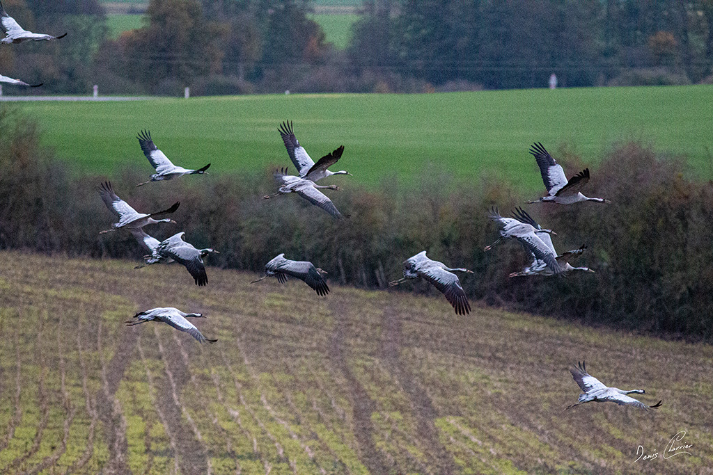 Vol de grues cendré au dessus d'un champs